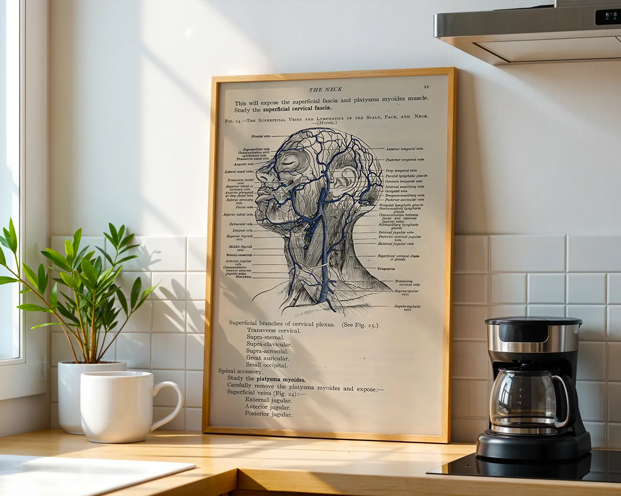 Superficial Veins and Lymphatics of the Head and Neck — room view 1