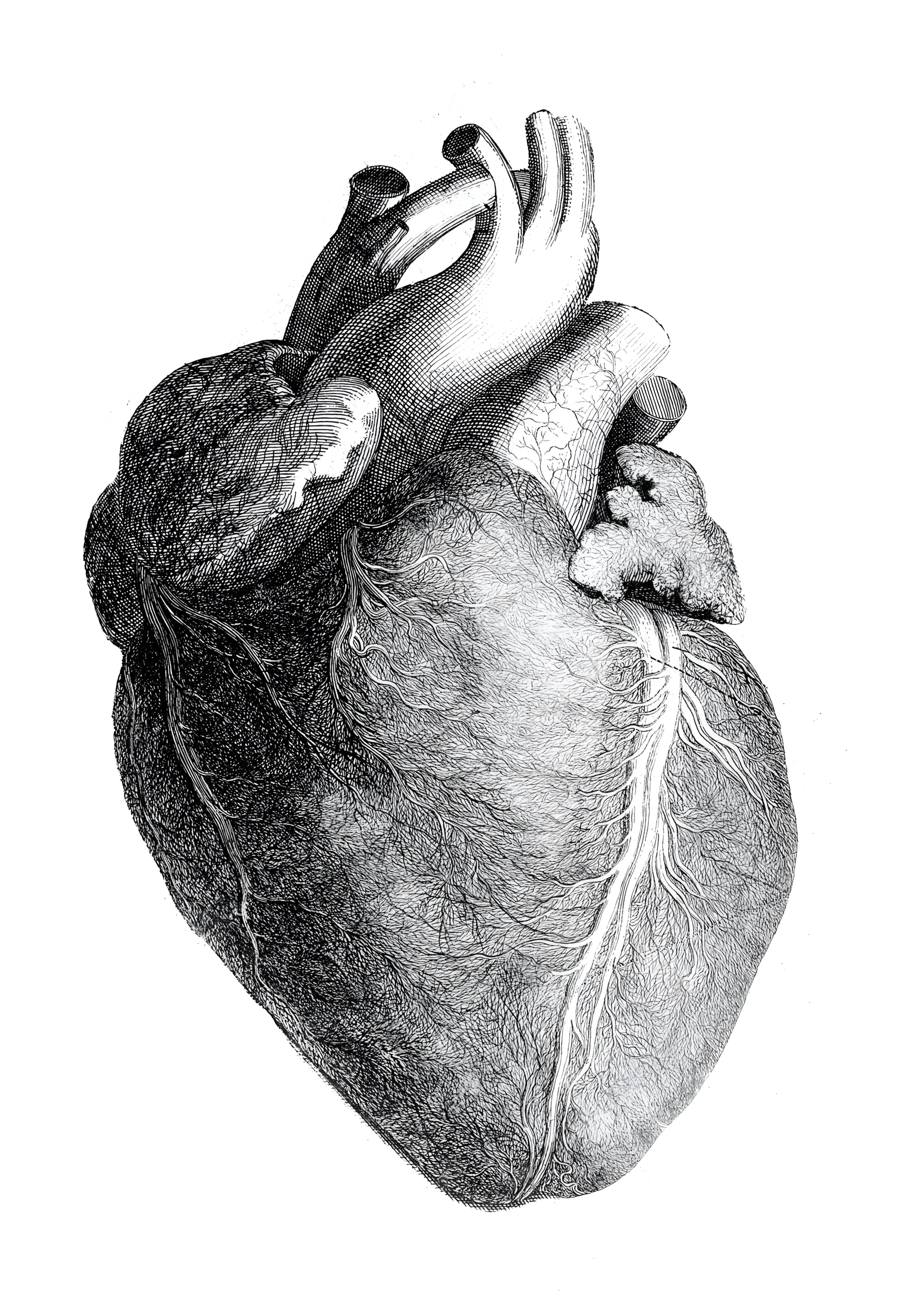Anatomical Human Heart image 1