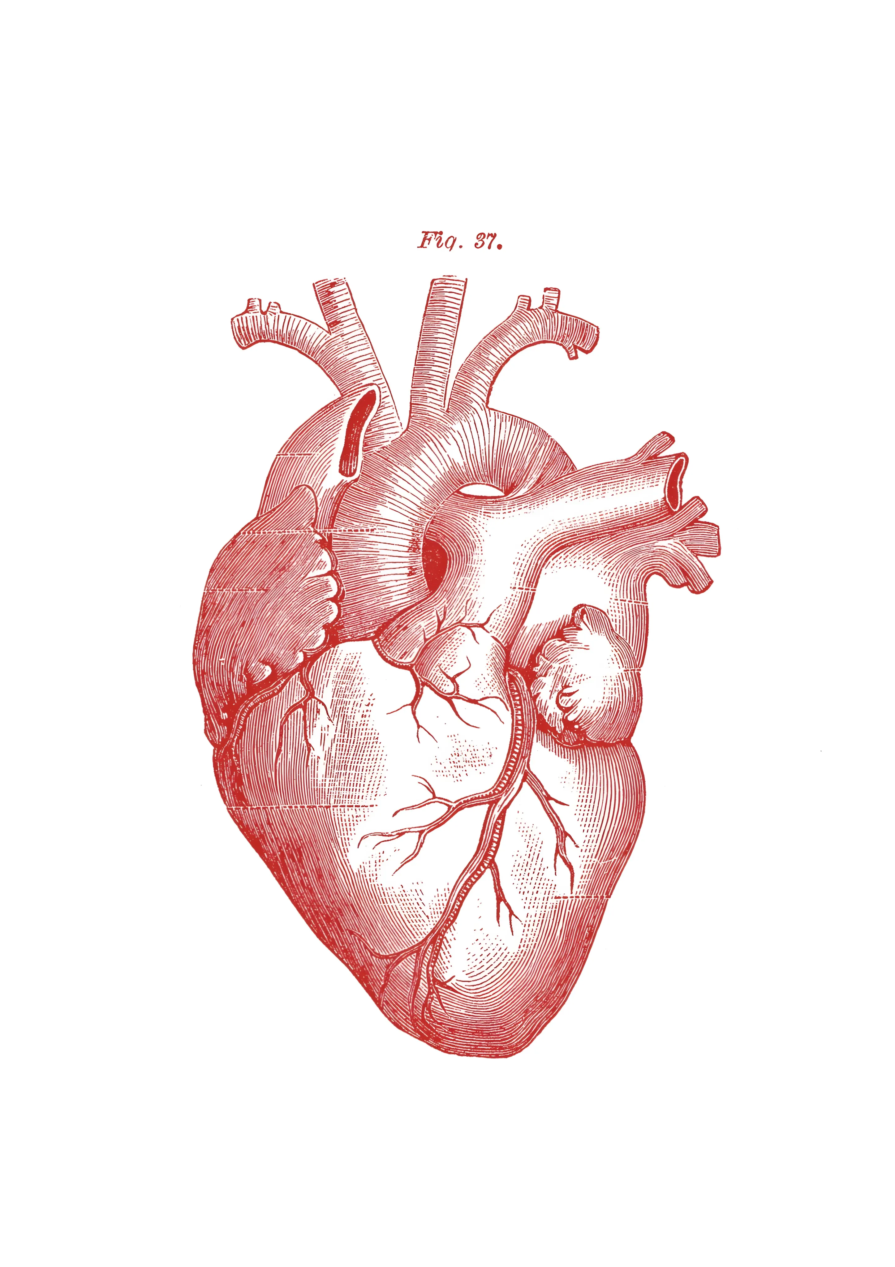 Anatomical Heart Study Red image 1