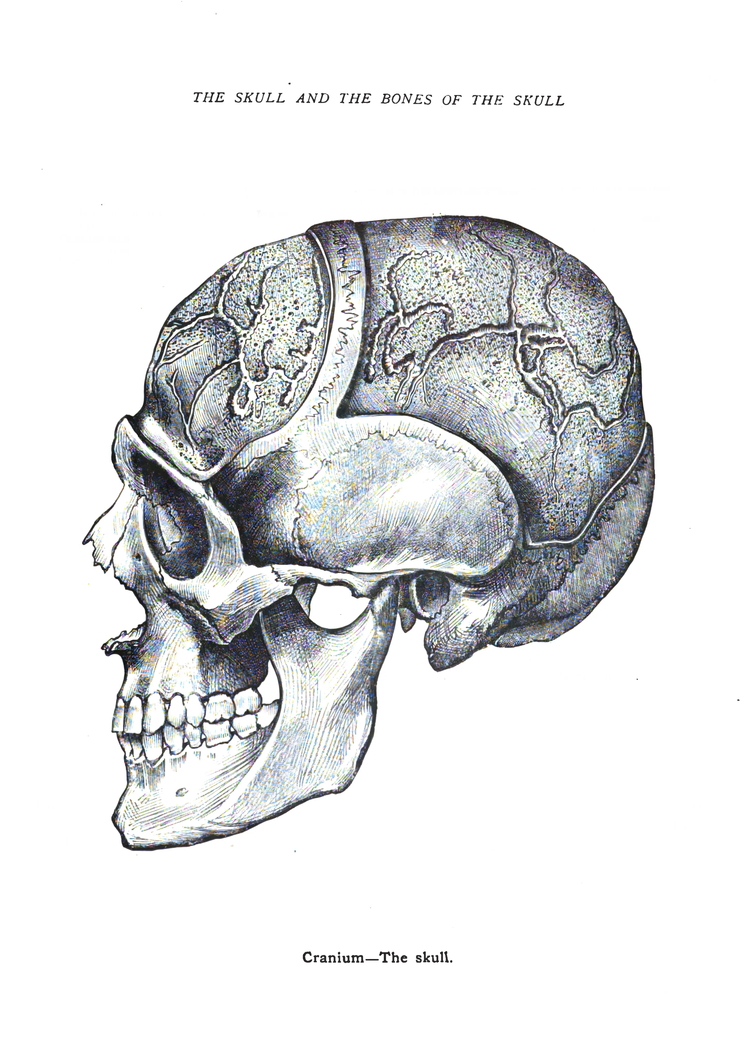The Skull and Bones of the Skull image 1