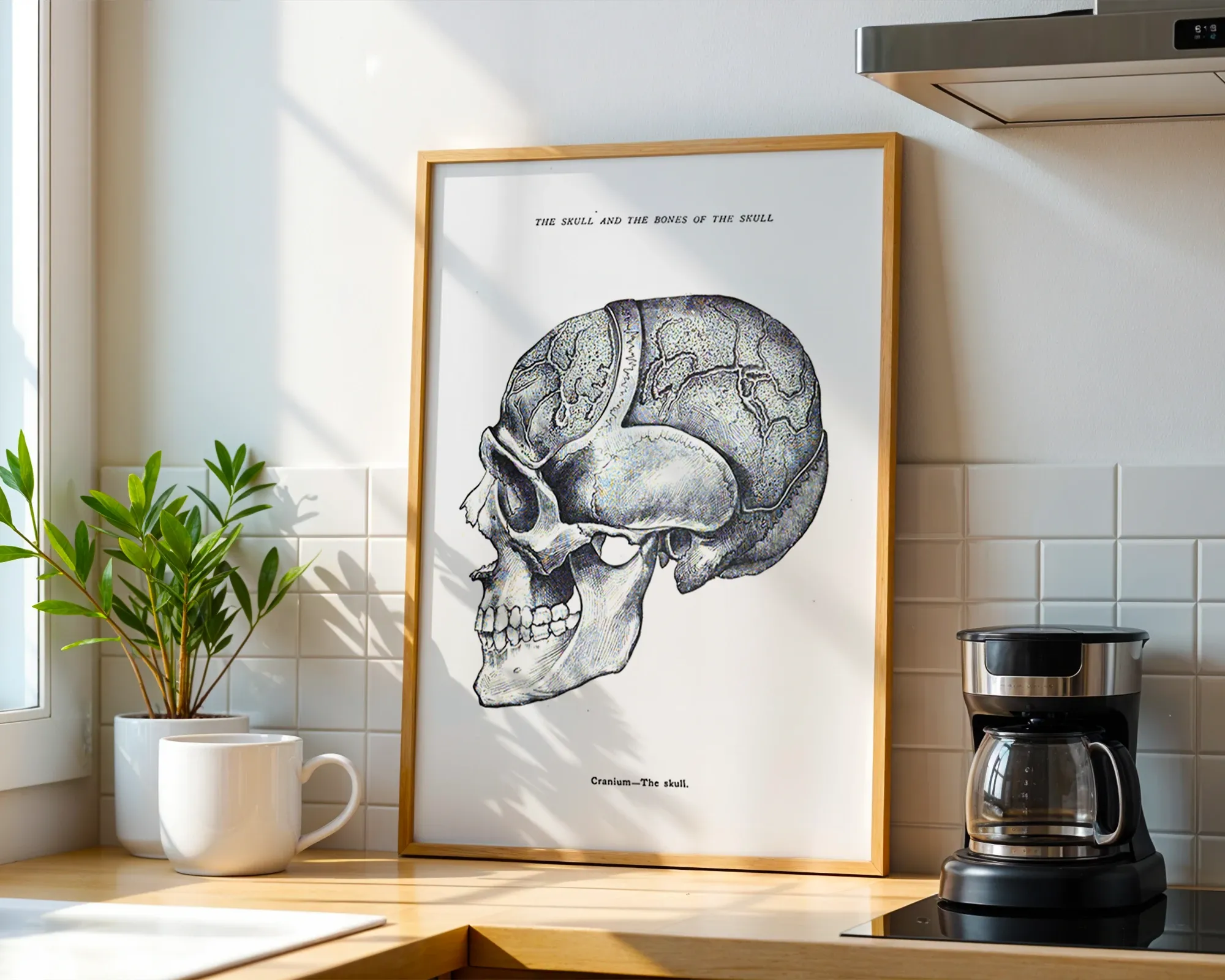 The Skull and Bones of the Skull — room view 1