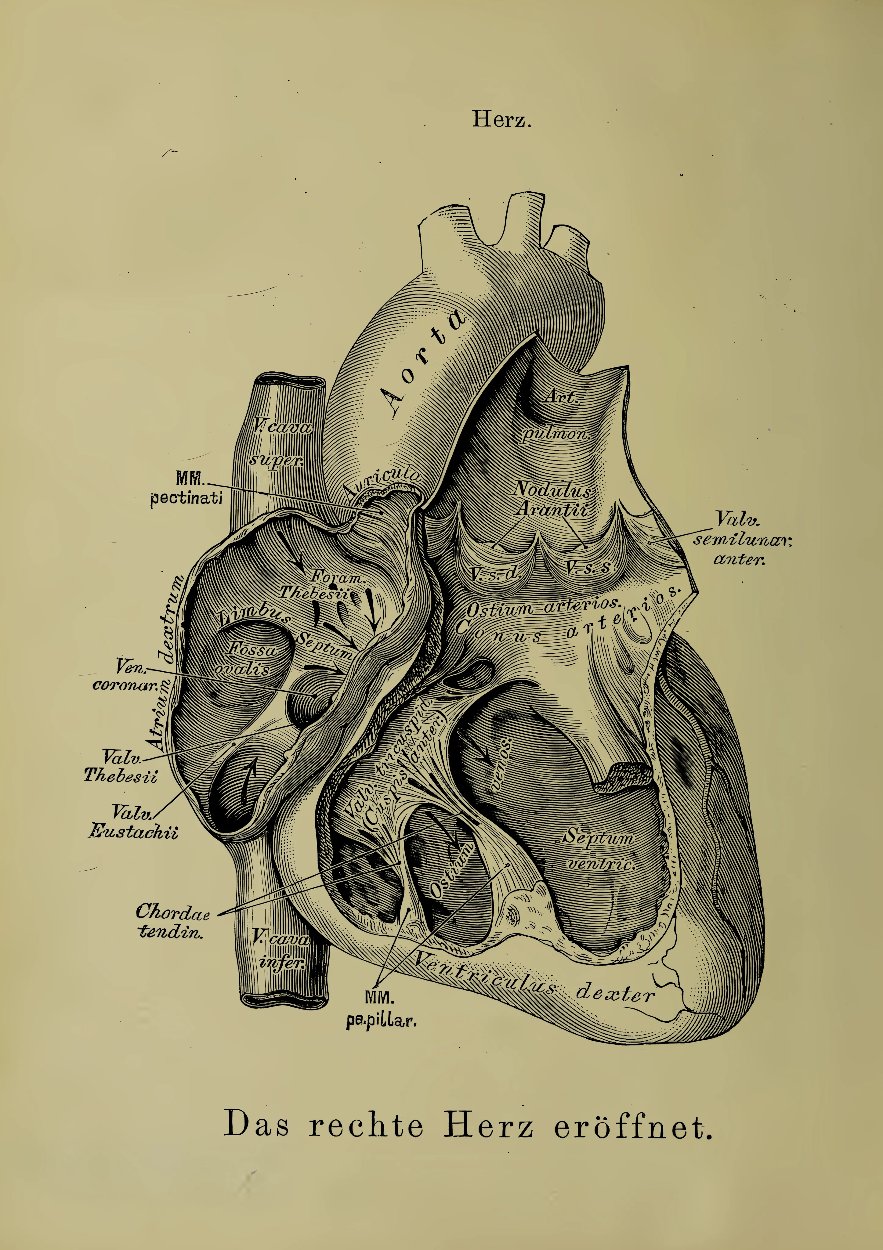 Anatomische Illustration des menschlichen Herzens im Vintage-Stil — Anatomie Kunstdruck