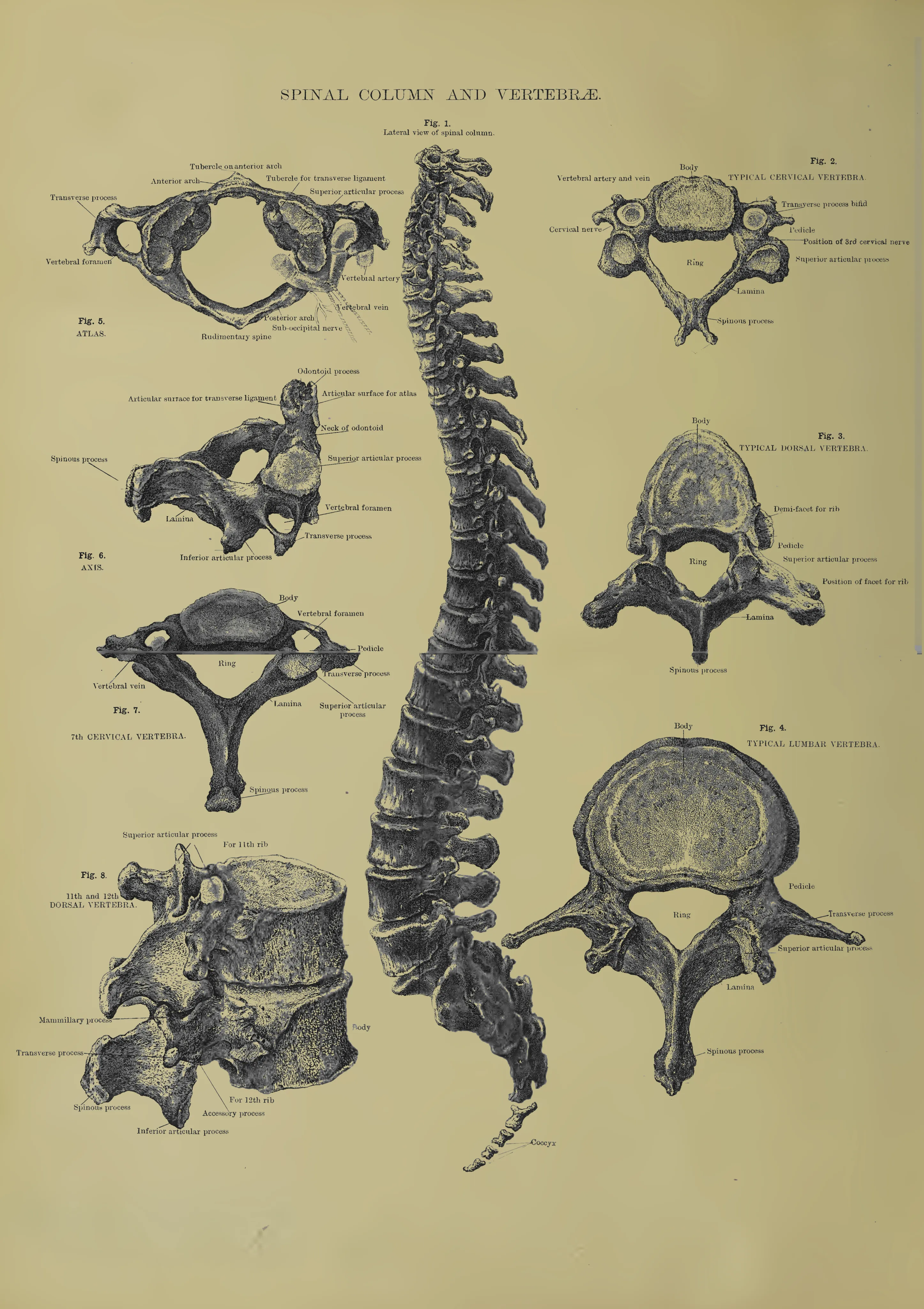 Wirbelsäule und Wirbel — Anatomie Kunstdruck