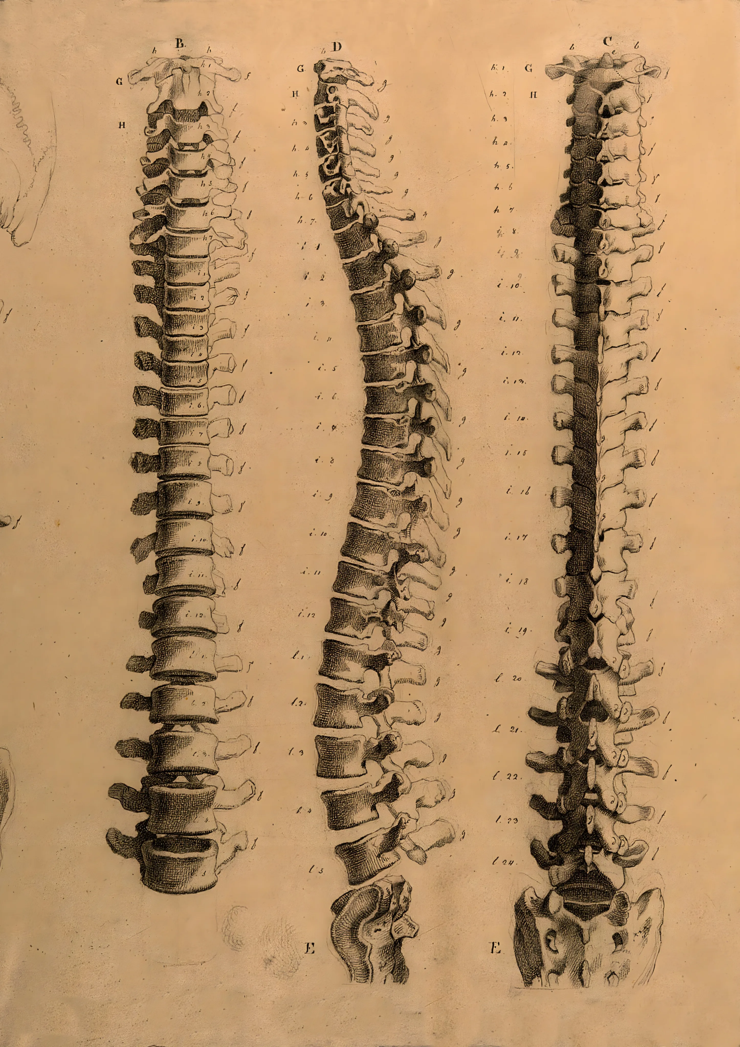 Spinal Column Anatomical Studies image 1