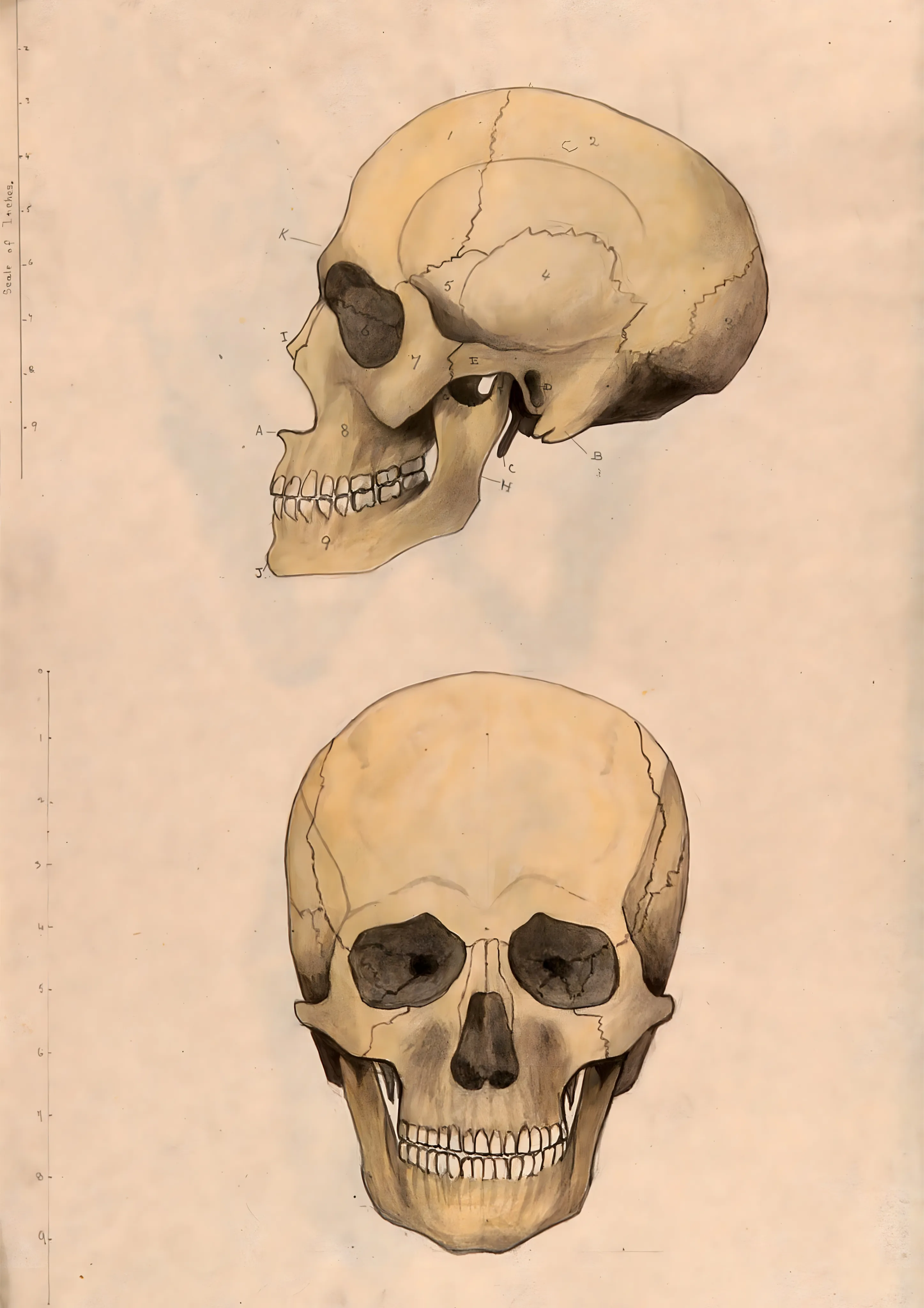 Human Skull Anatomical Study image 1