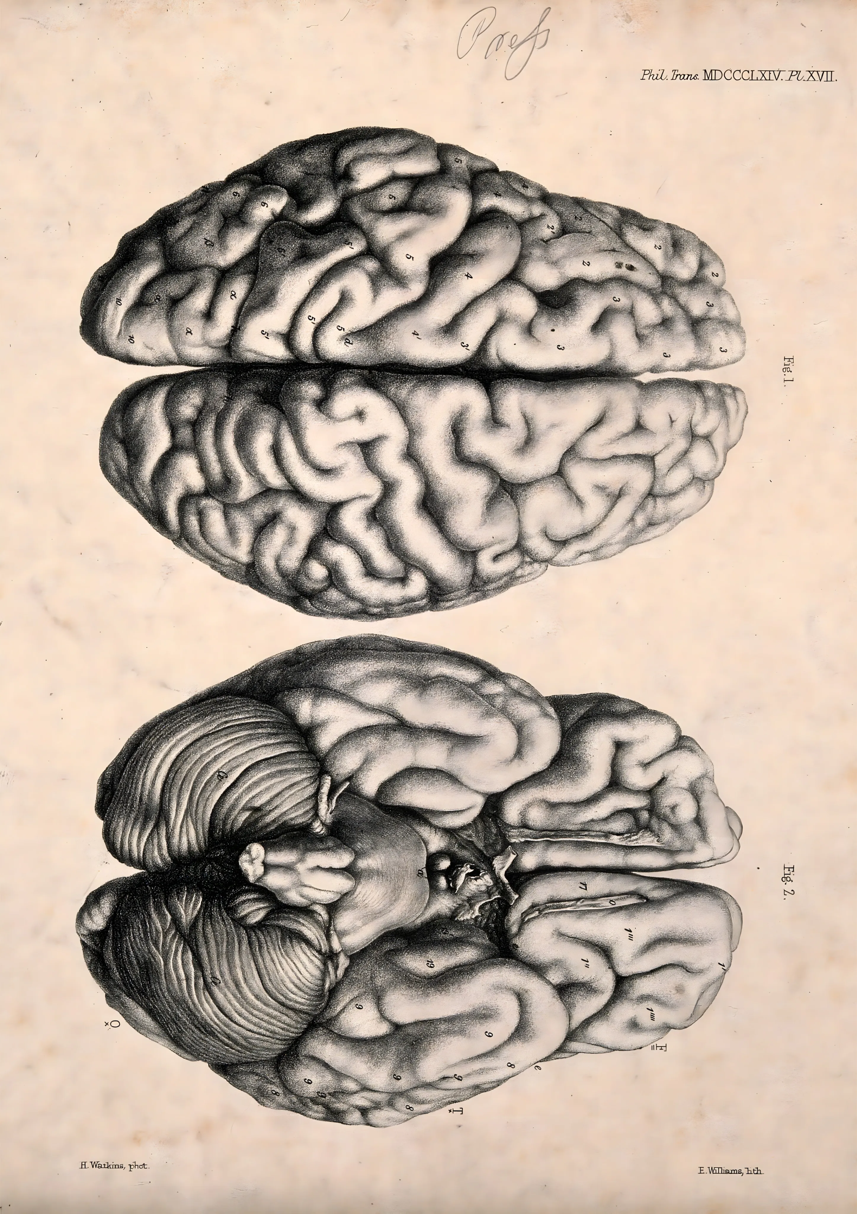 Vintage Human Brain Anatomy Plate image 1