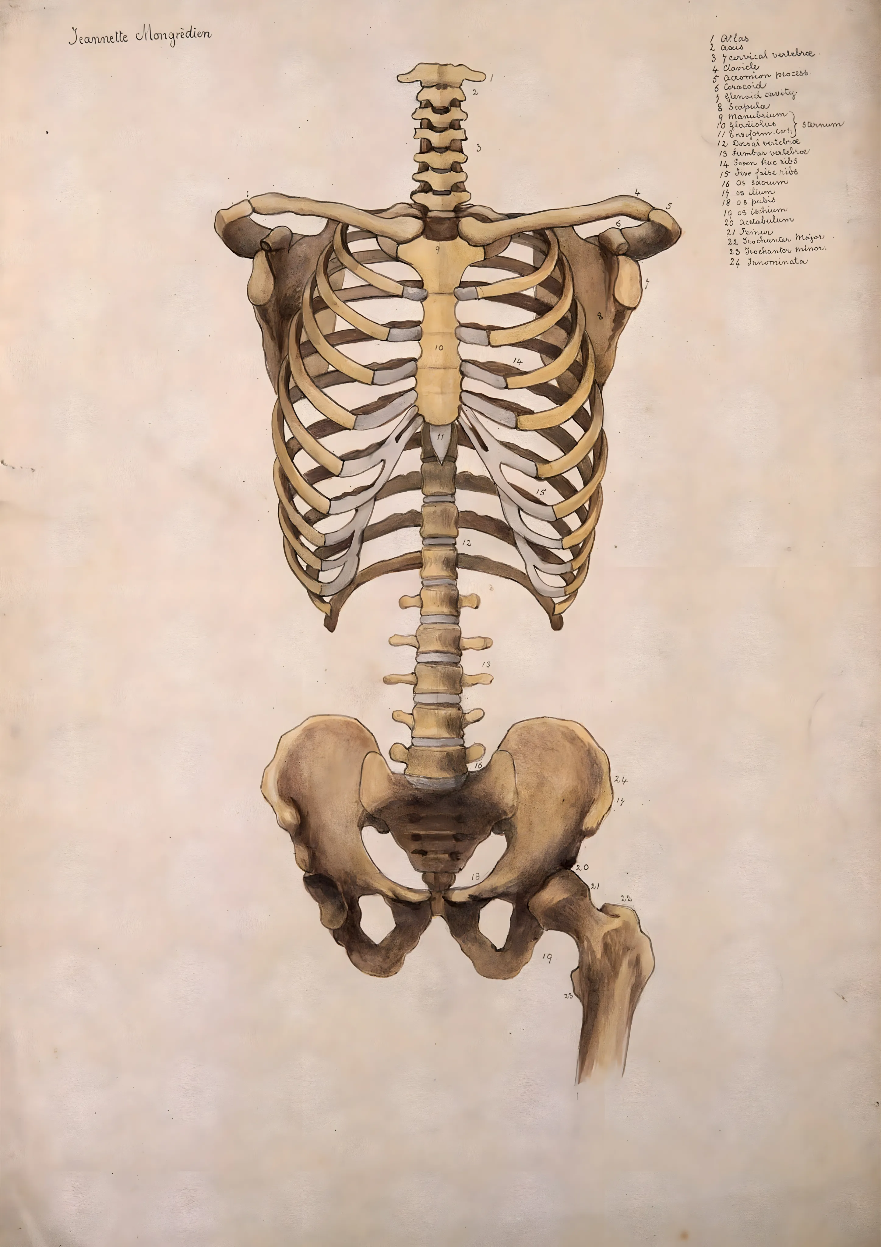 Anatomical Study of the Skeleton image 1