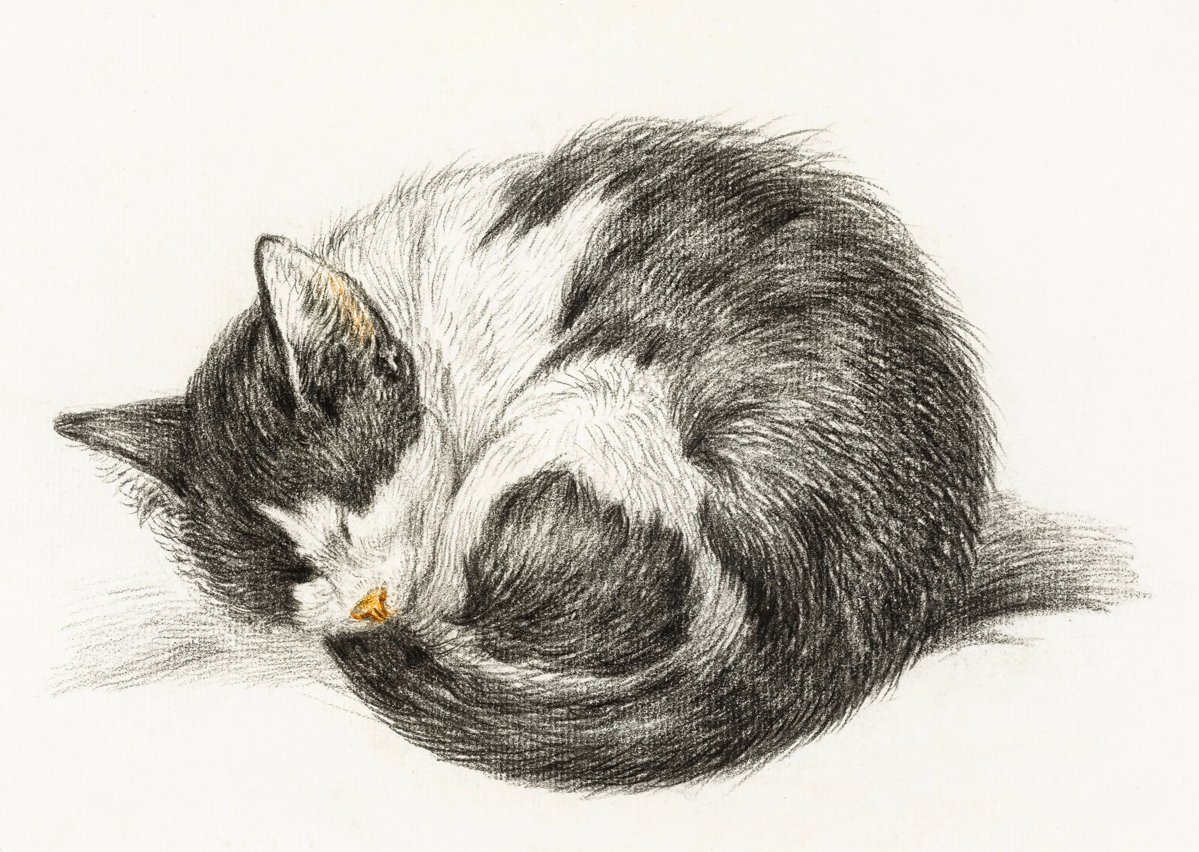 Sleeping Cat image 1