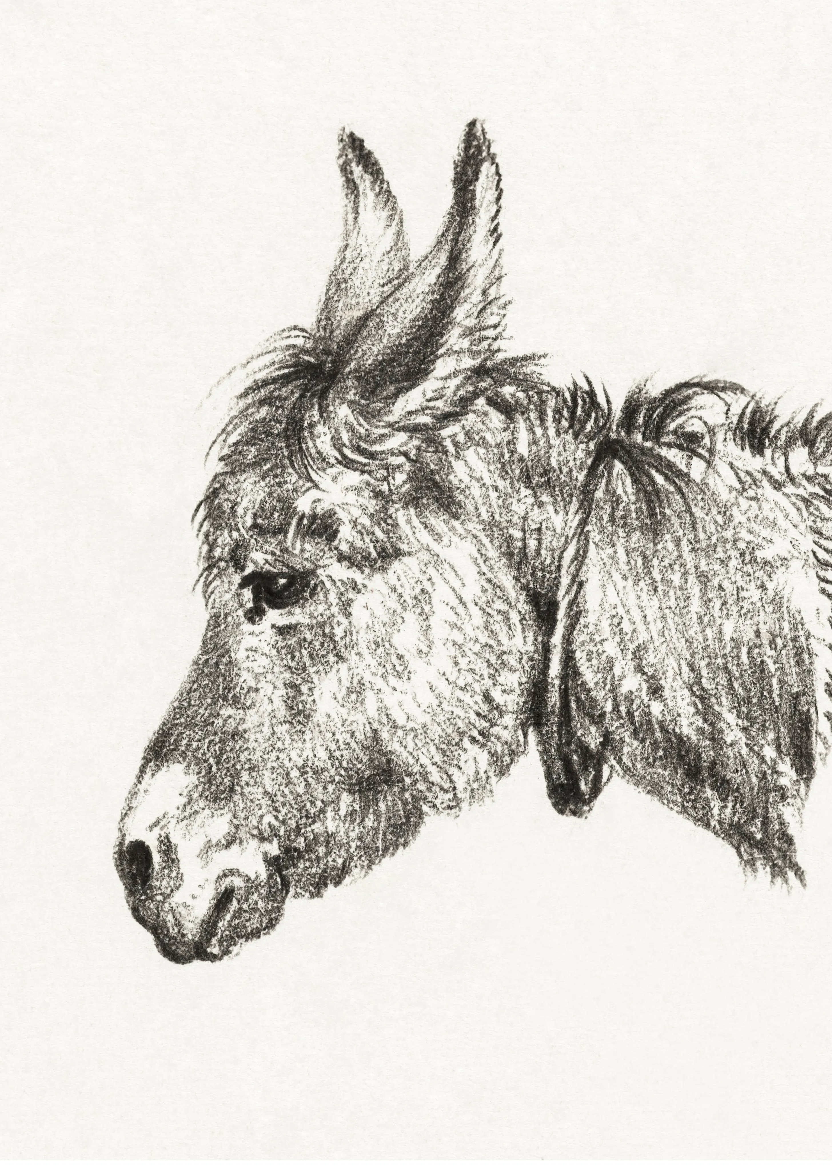 Head of a Donkey image 1