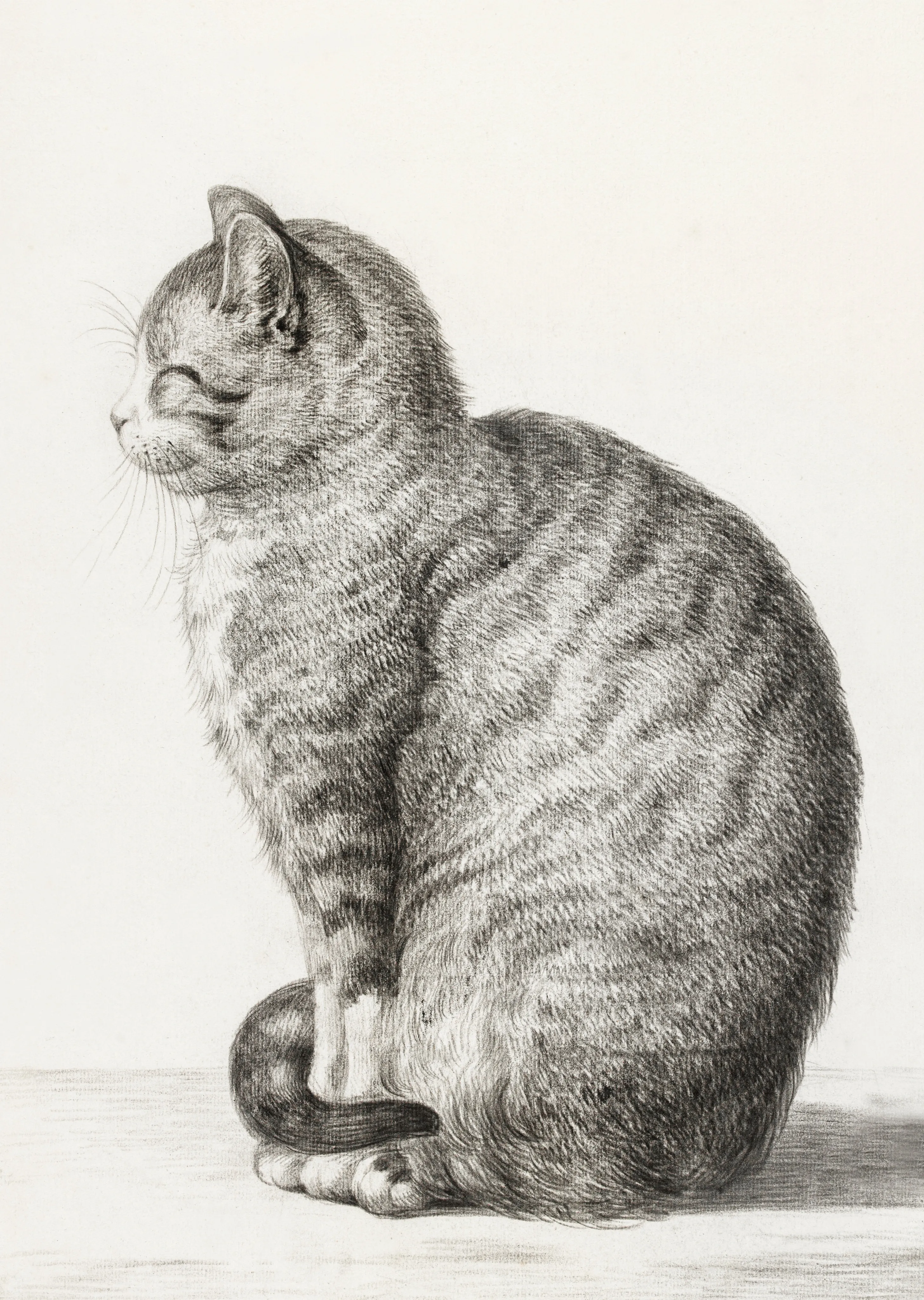 Illustrations