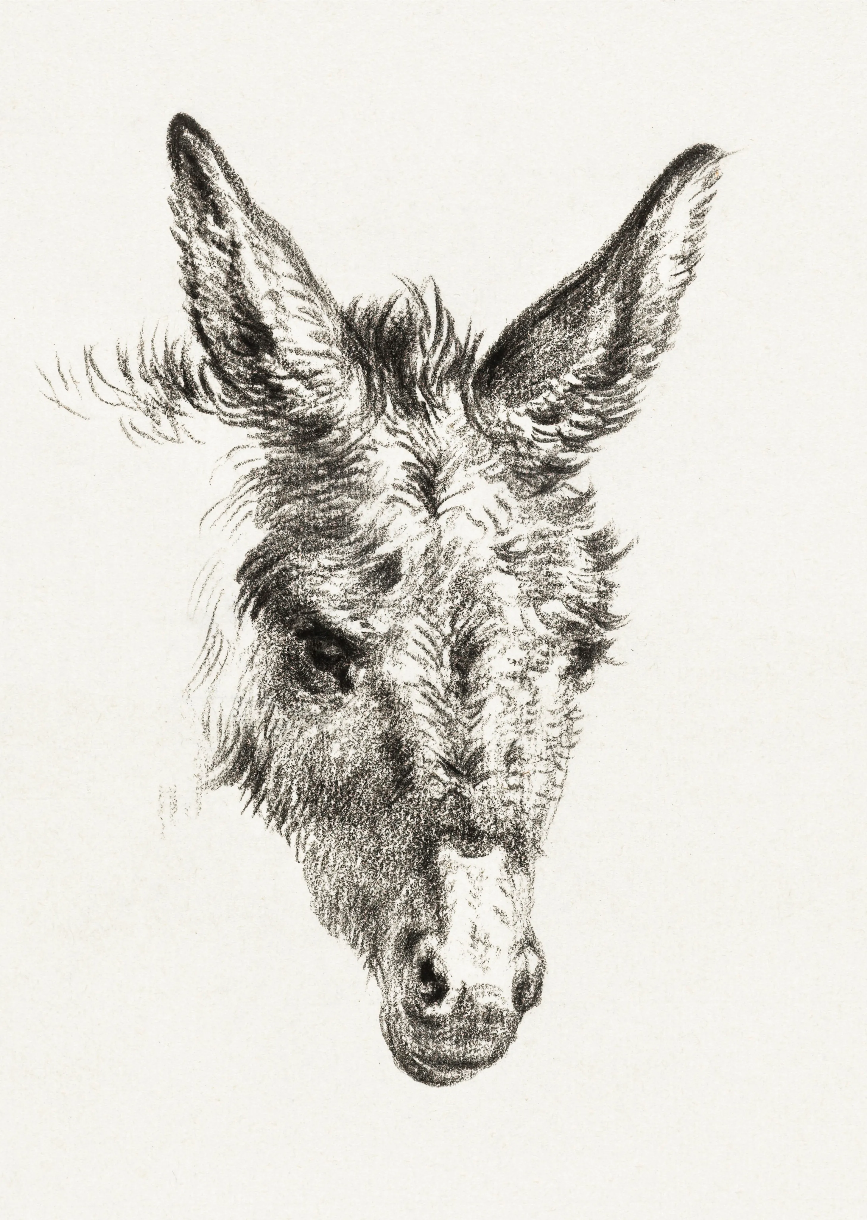 Head of a Donkey image 1