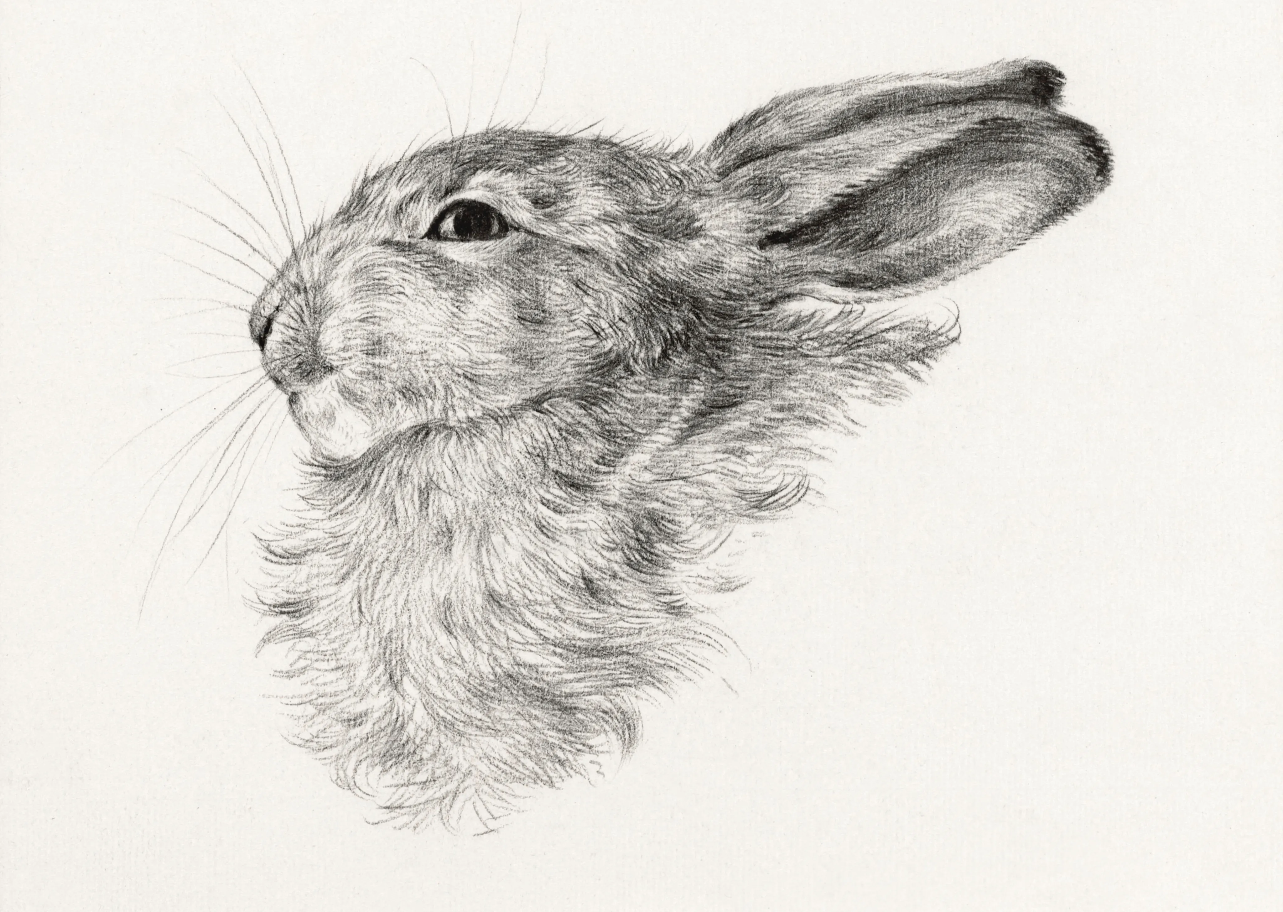Head of a Hare image 1