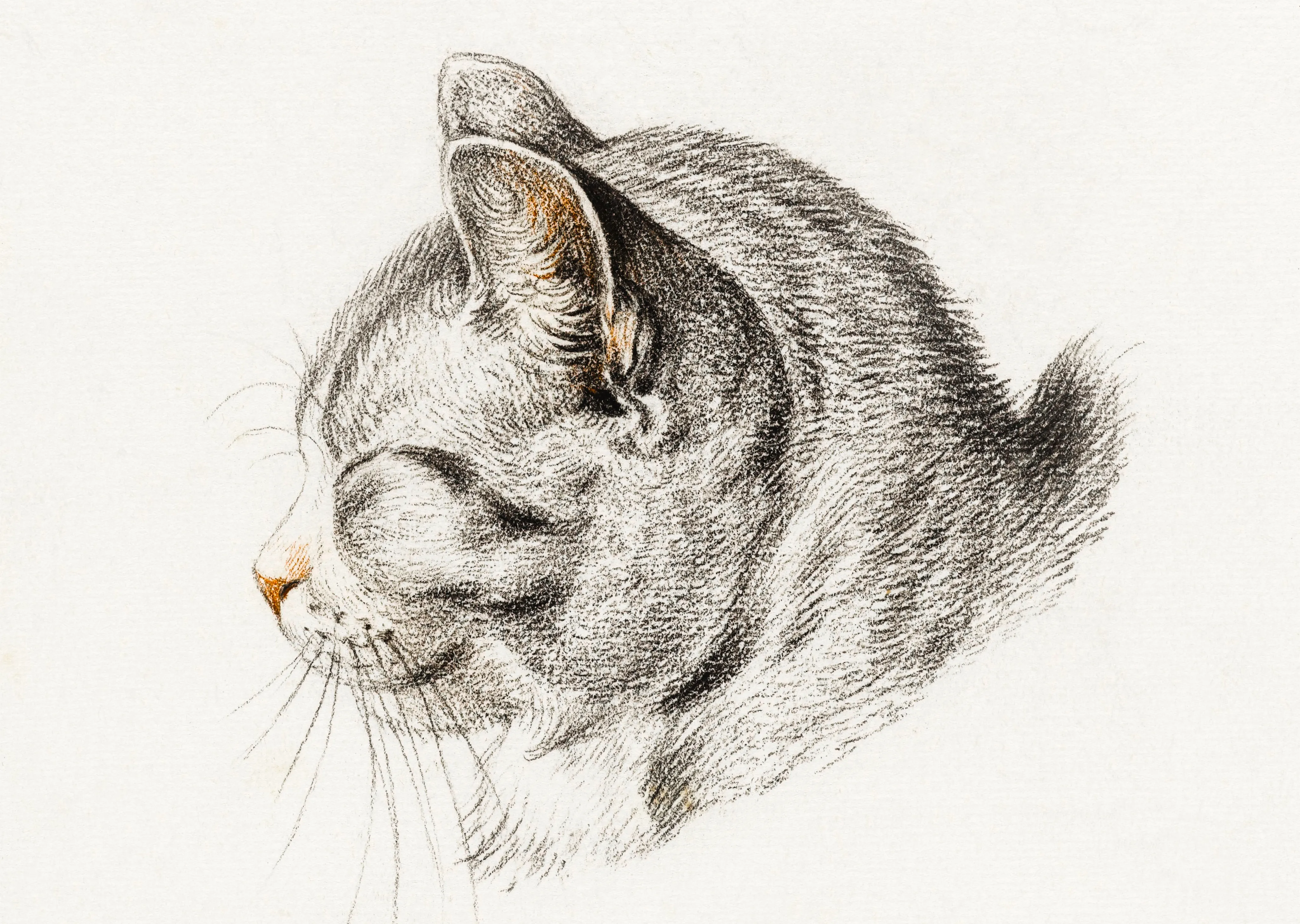 Head of a Cat image 1