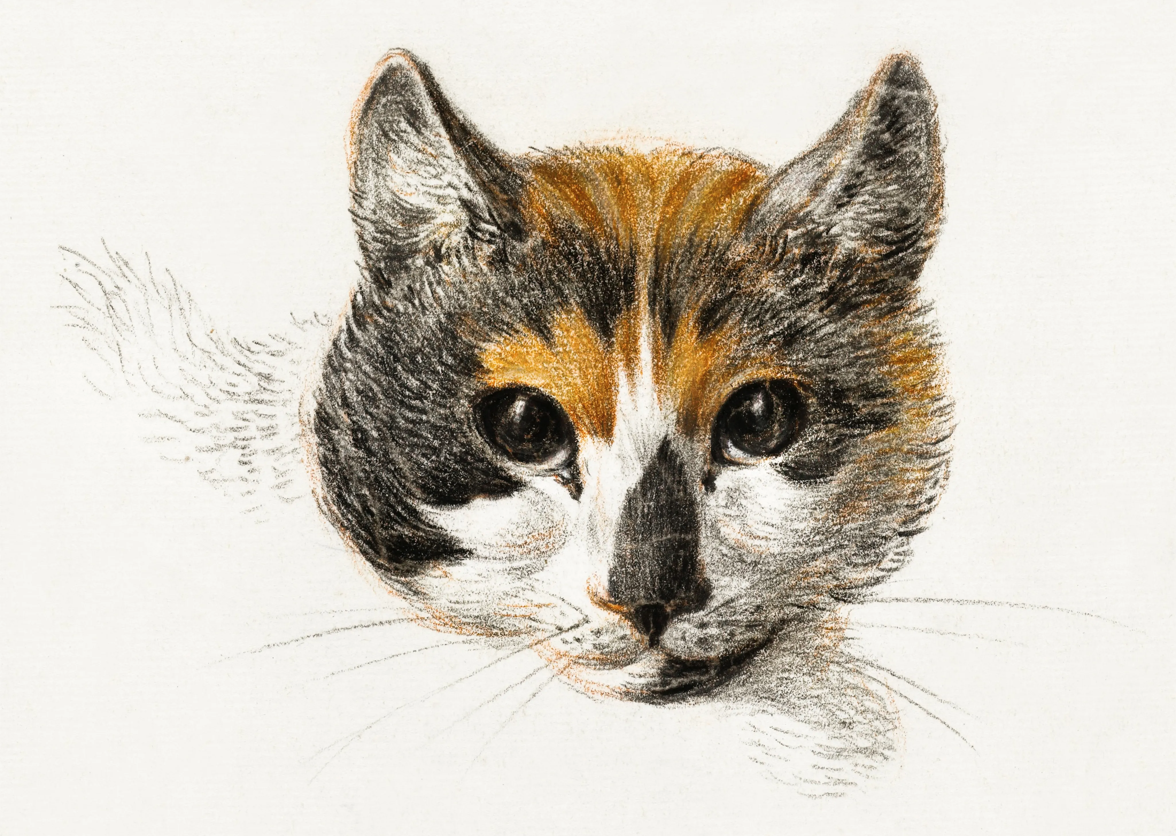 Head of a Calico Cat image 1
