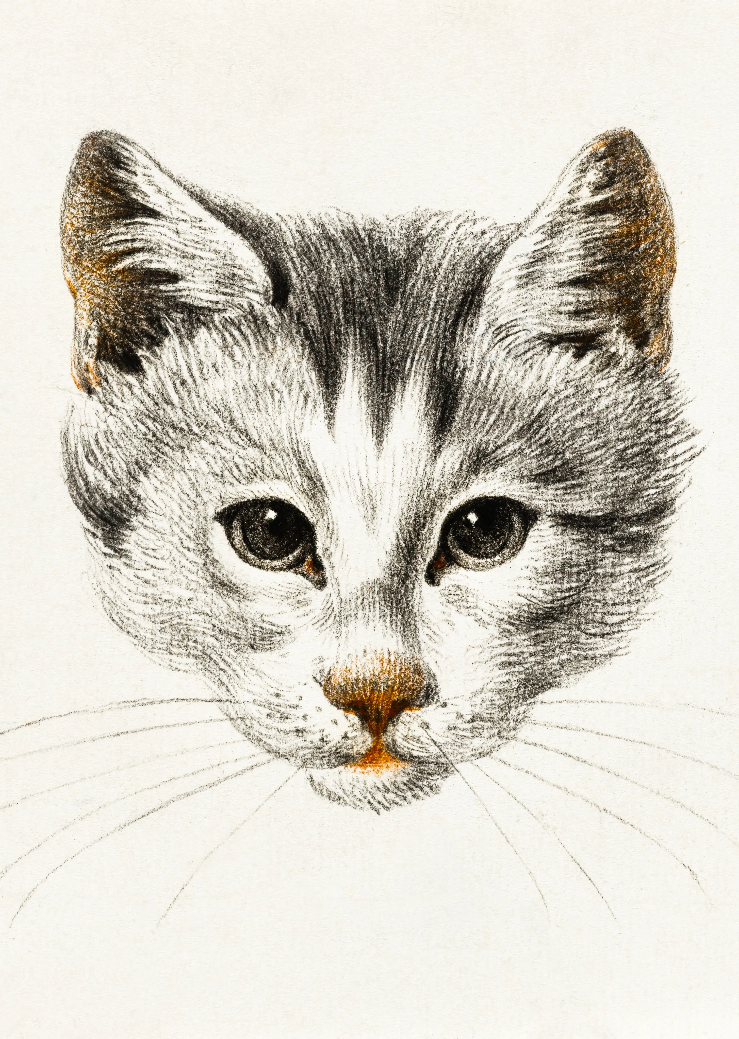 Head of a Cat image 1