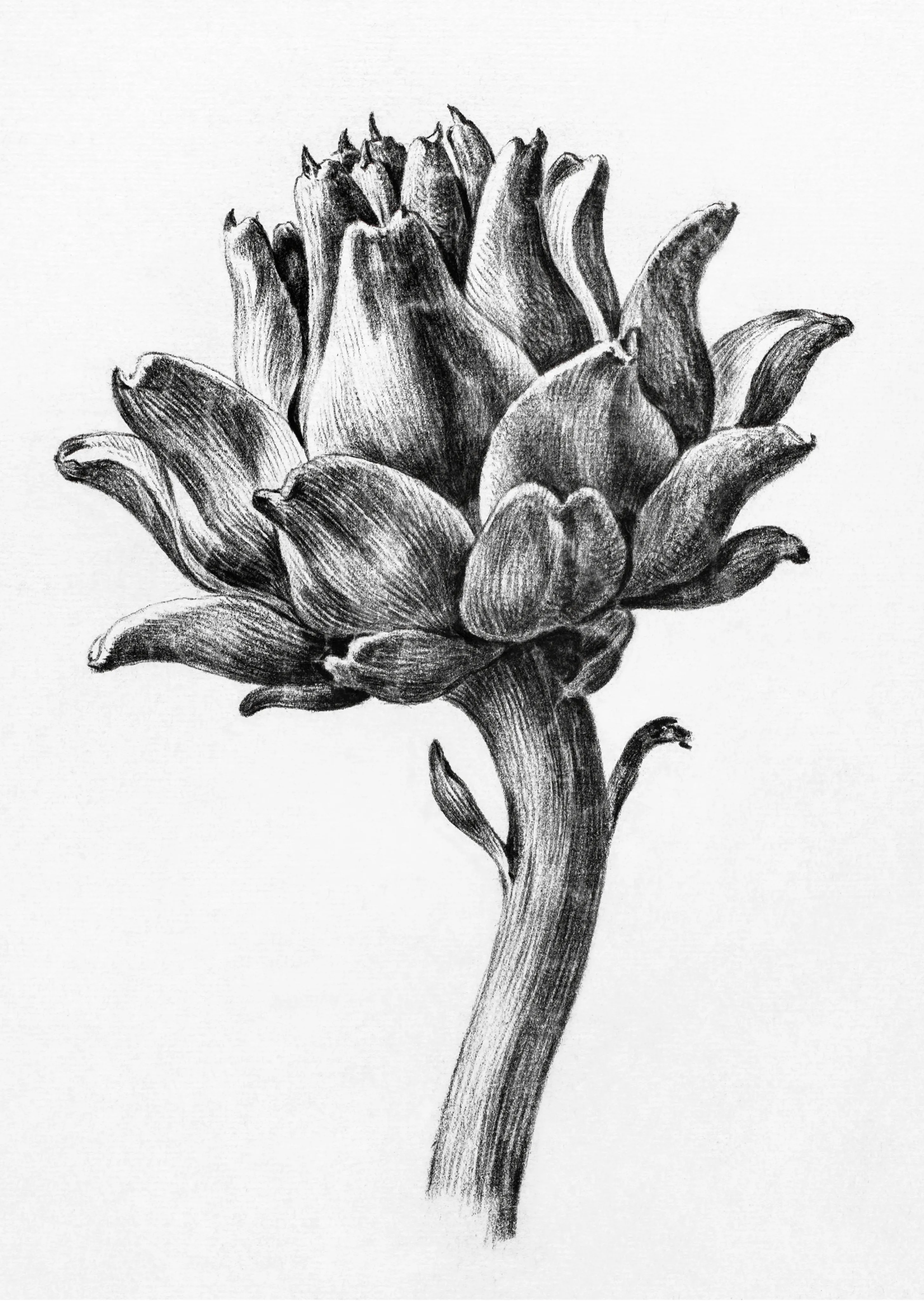 Artichoke image 1