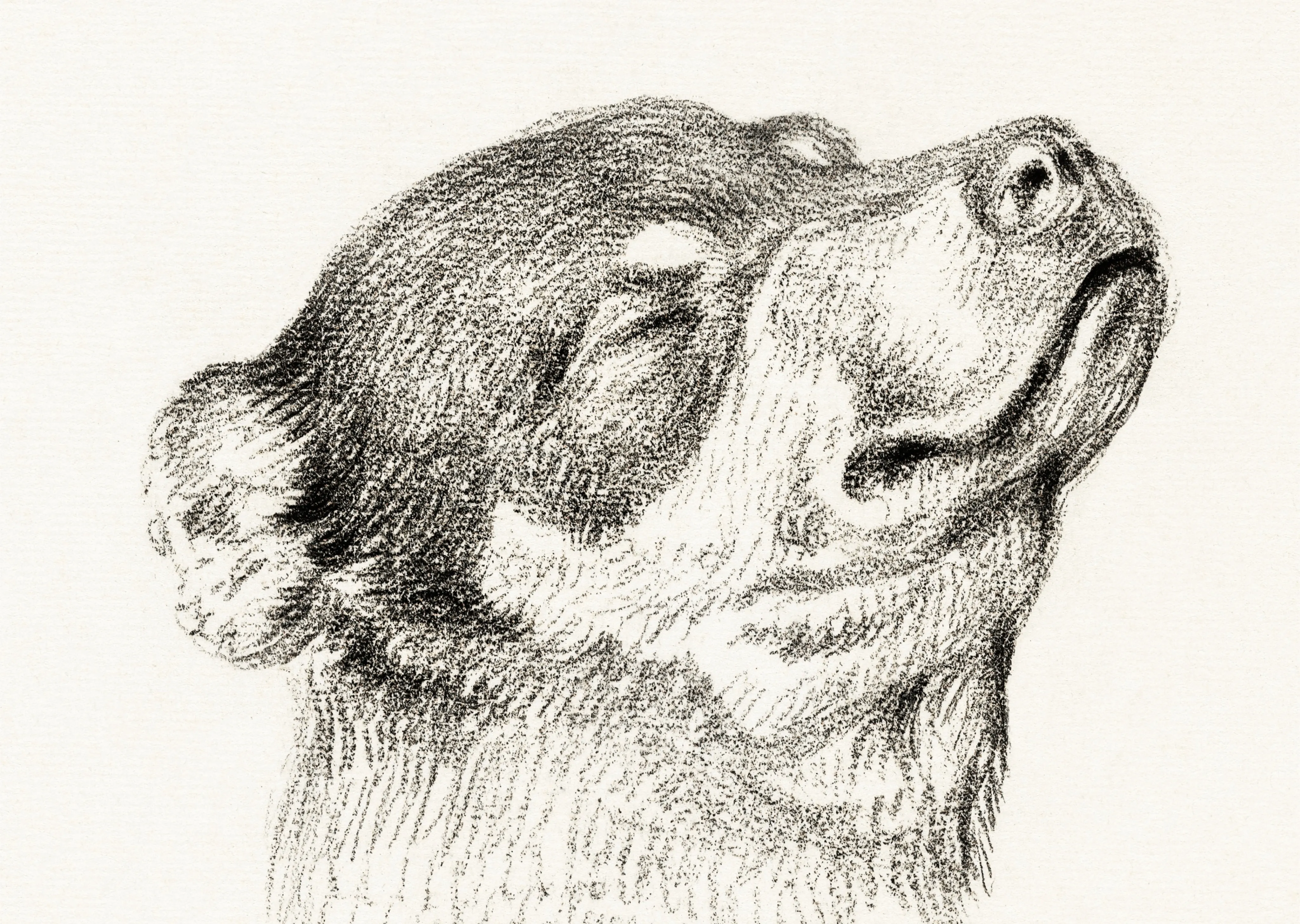 Head of a Bear image 1