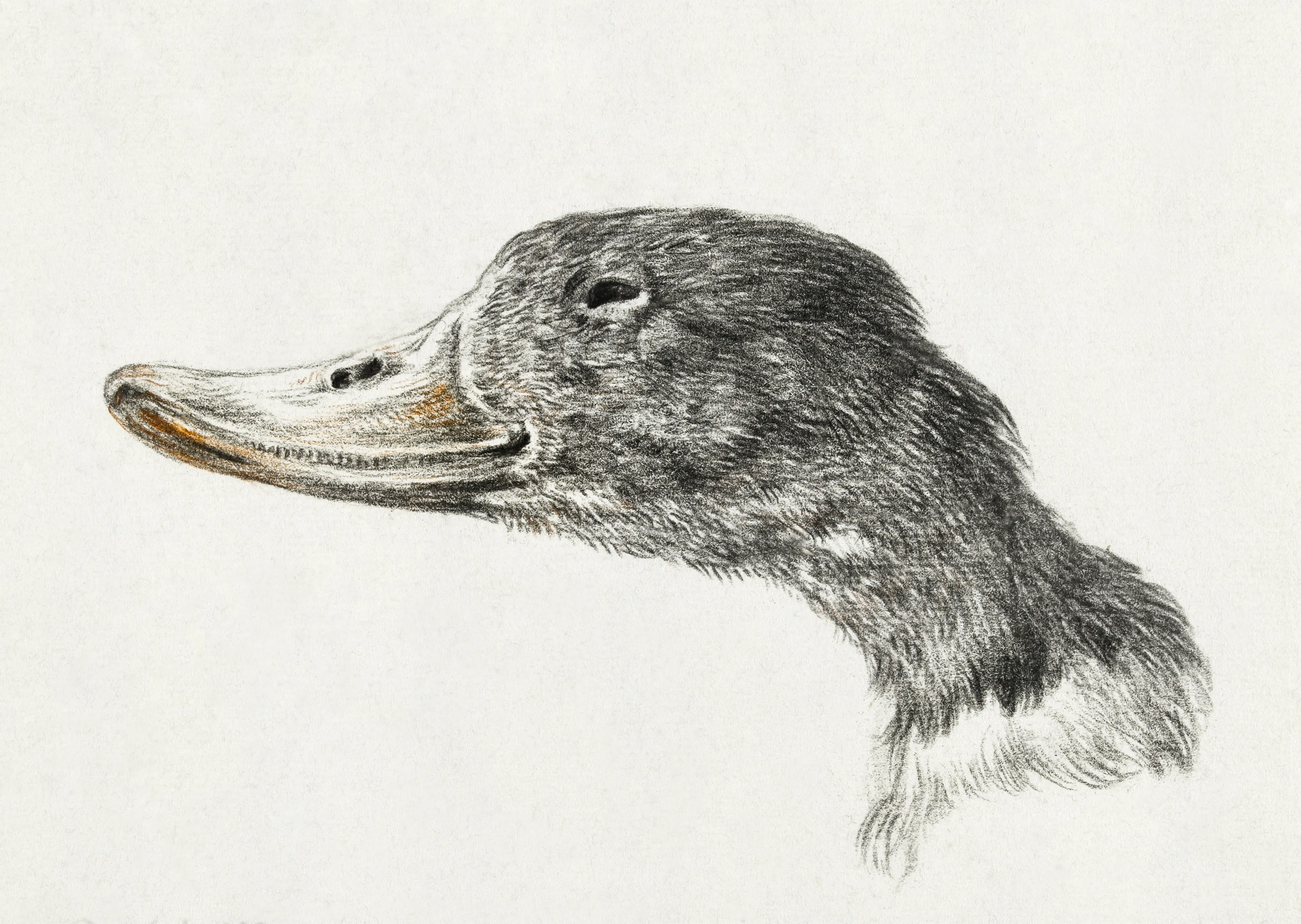 Head of a Duck image 1