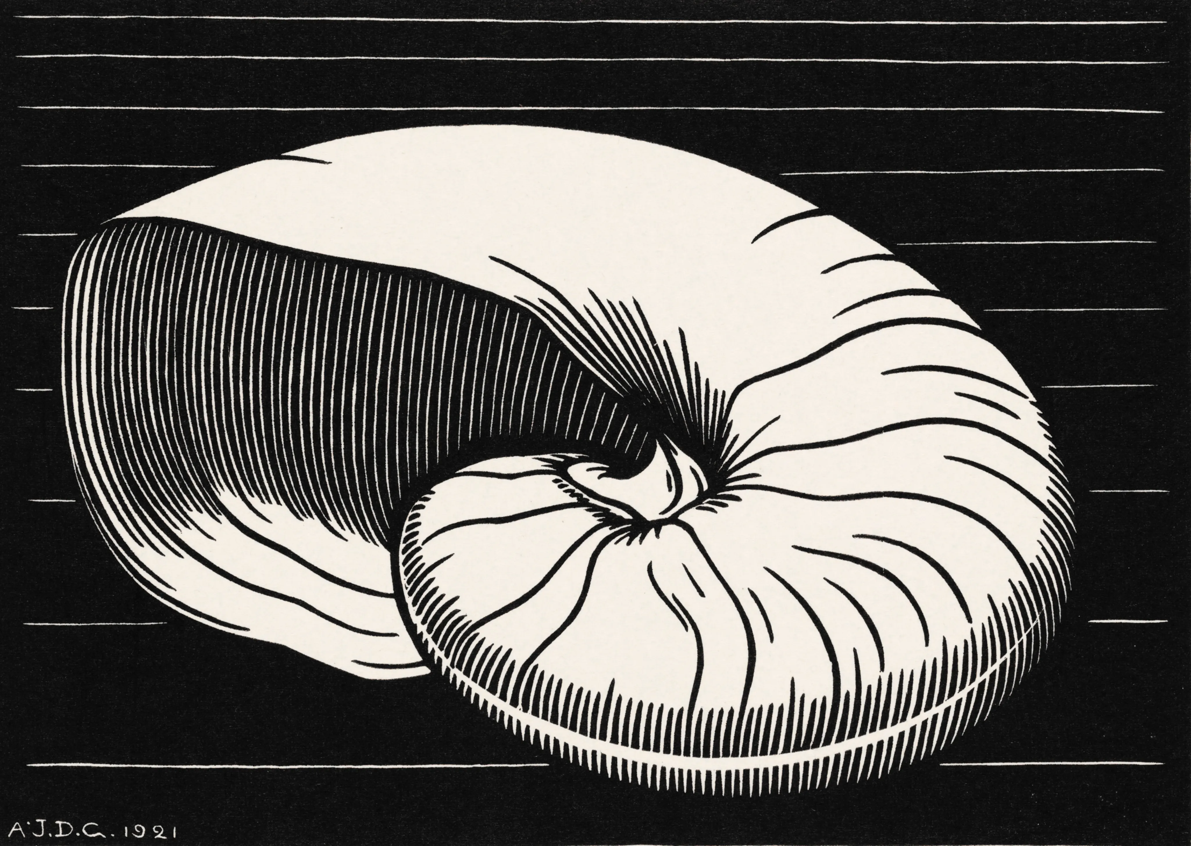 Shell image 1