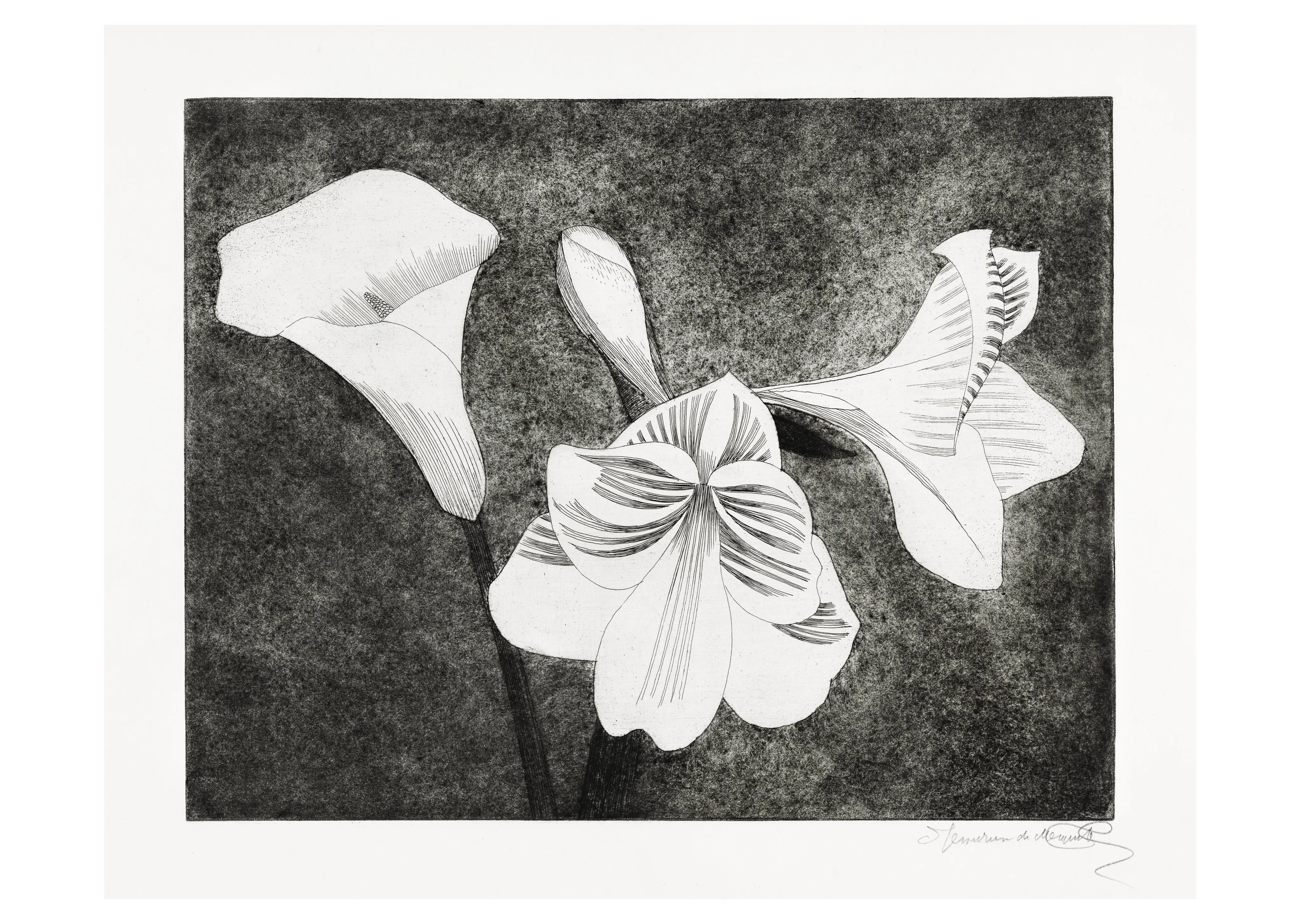 Amaryllis and Calla Studies image 1