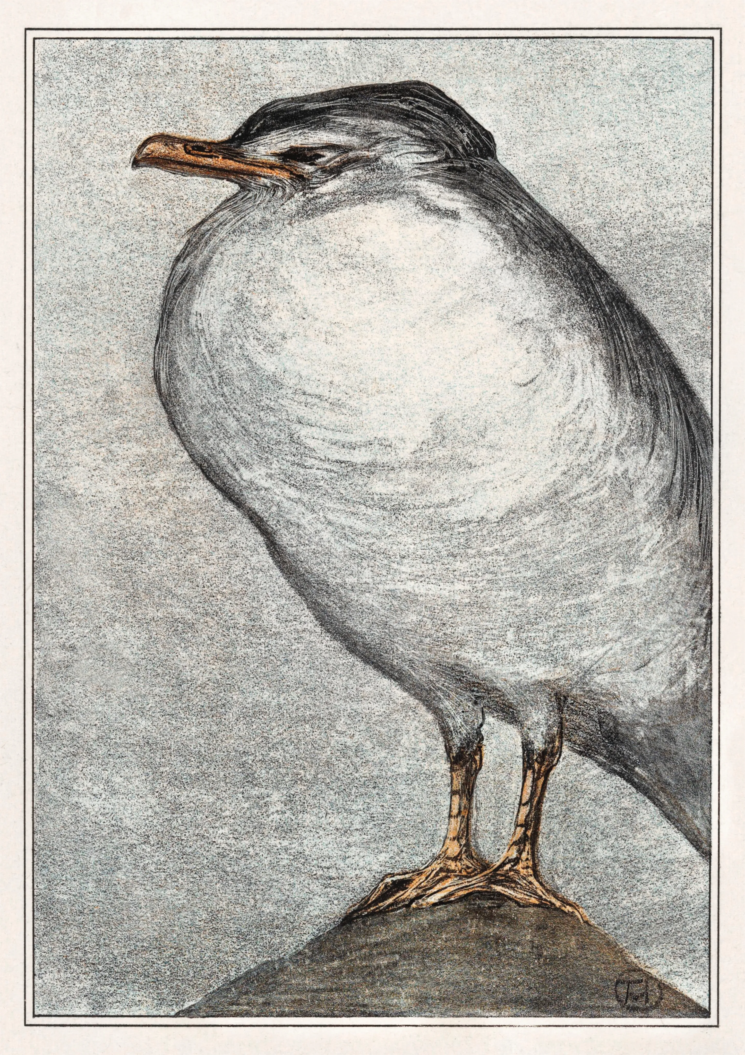 Seagull Profile image 1