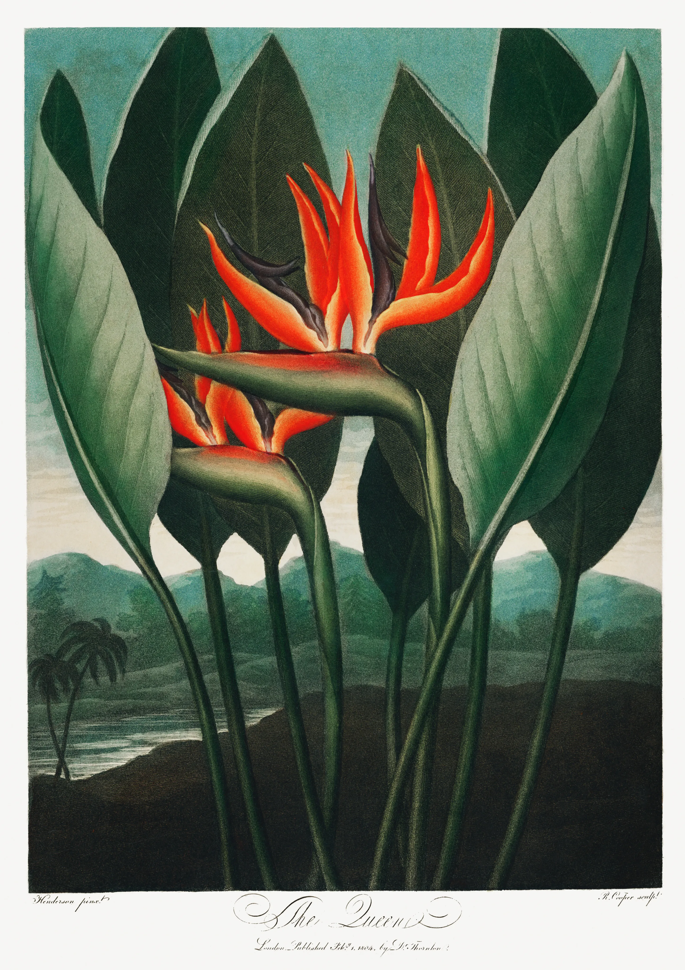 The Queen Plant image 1