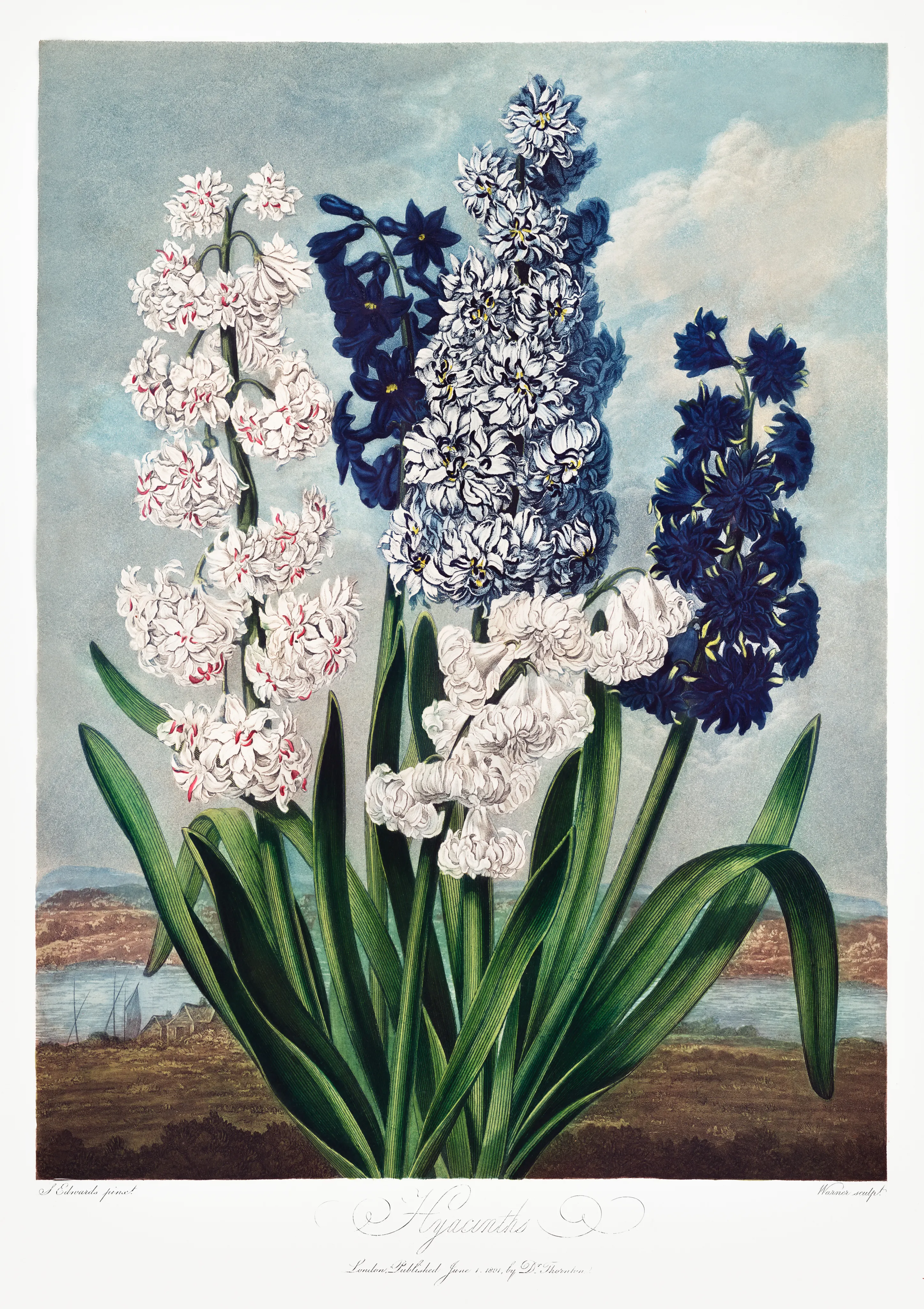 The Hyacinth image 1