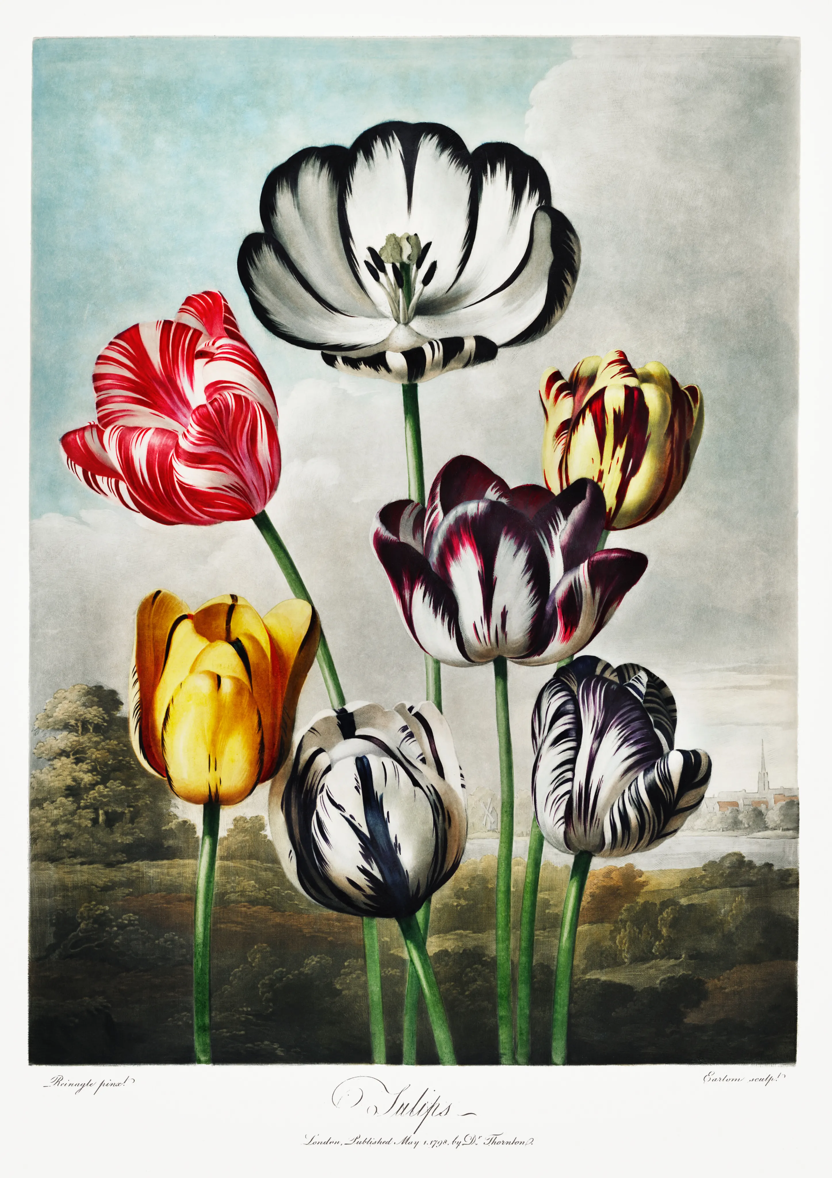 Tulips image 1