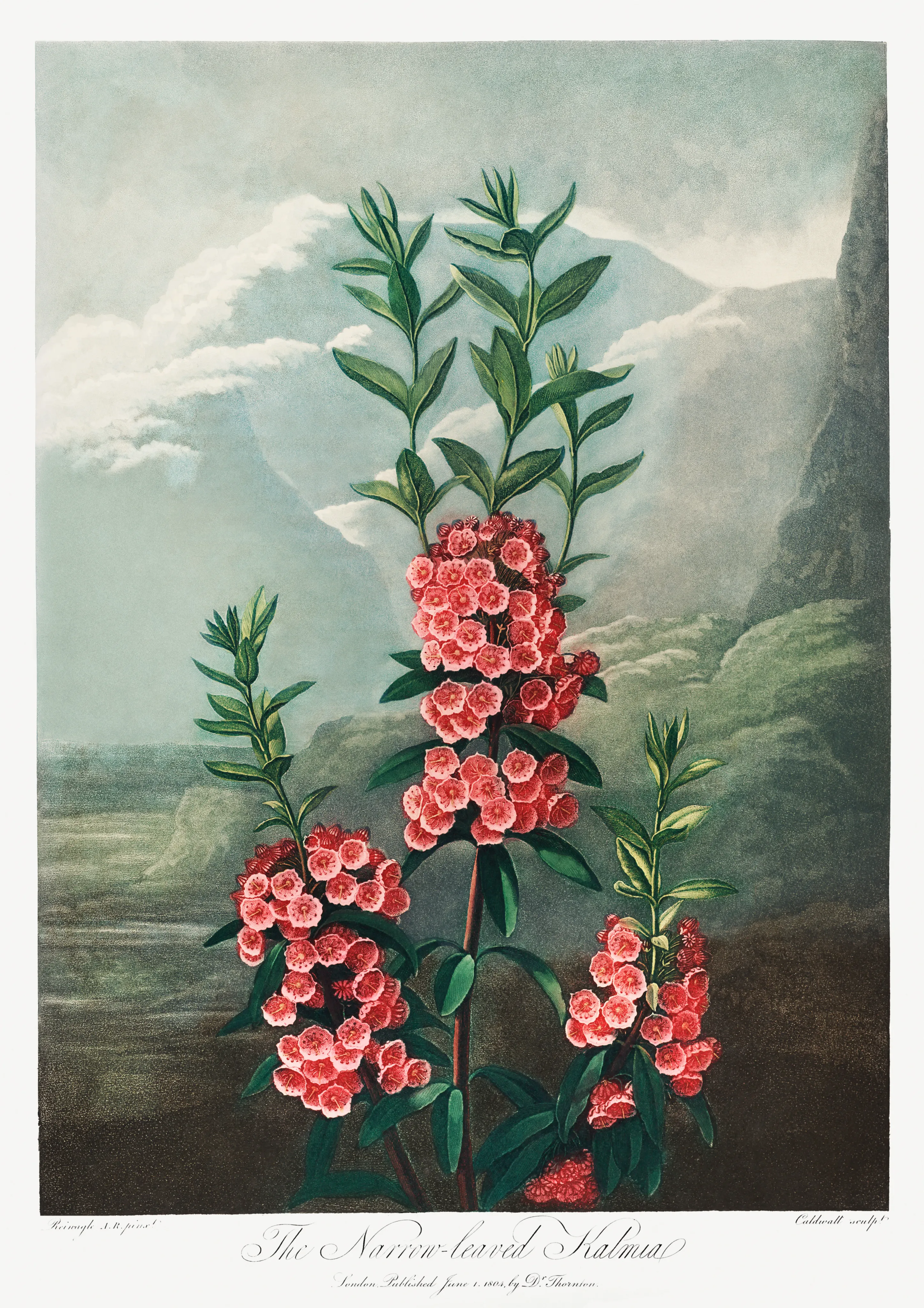 The Narrow-Leaved Kalmia image 1
