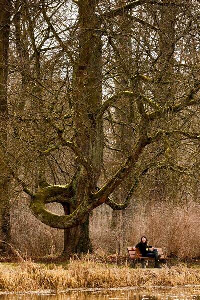 Eine einsame Person sitzt auf einer Bank in einer ruhigen Parklandschaft, umgeben von einem dichten Wald kahler Bäume. Die Bank befindet sich auf der rechten Seite des Bildes, wobei die Person von der Kamera abgewandt ist. Die Szene wurde aus einem niedrigen Winkel aufgenommen, wodurch die Höhe der Bäume und der Bank betont wird. Die vorherrschenden Farben des Bildes sind Braun- und Grüntöne, die die natürliche Umgebung widerspiegeln.