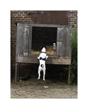 Produktbild für Hund