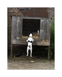 Produktbild für Hund