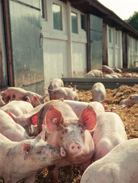 Produktbild für Schweine