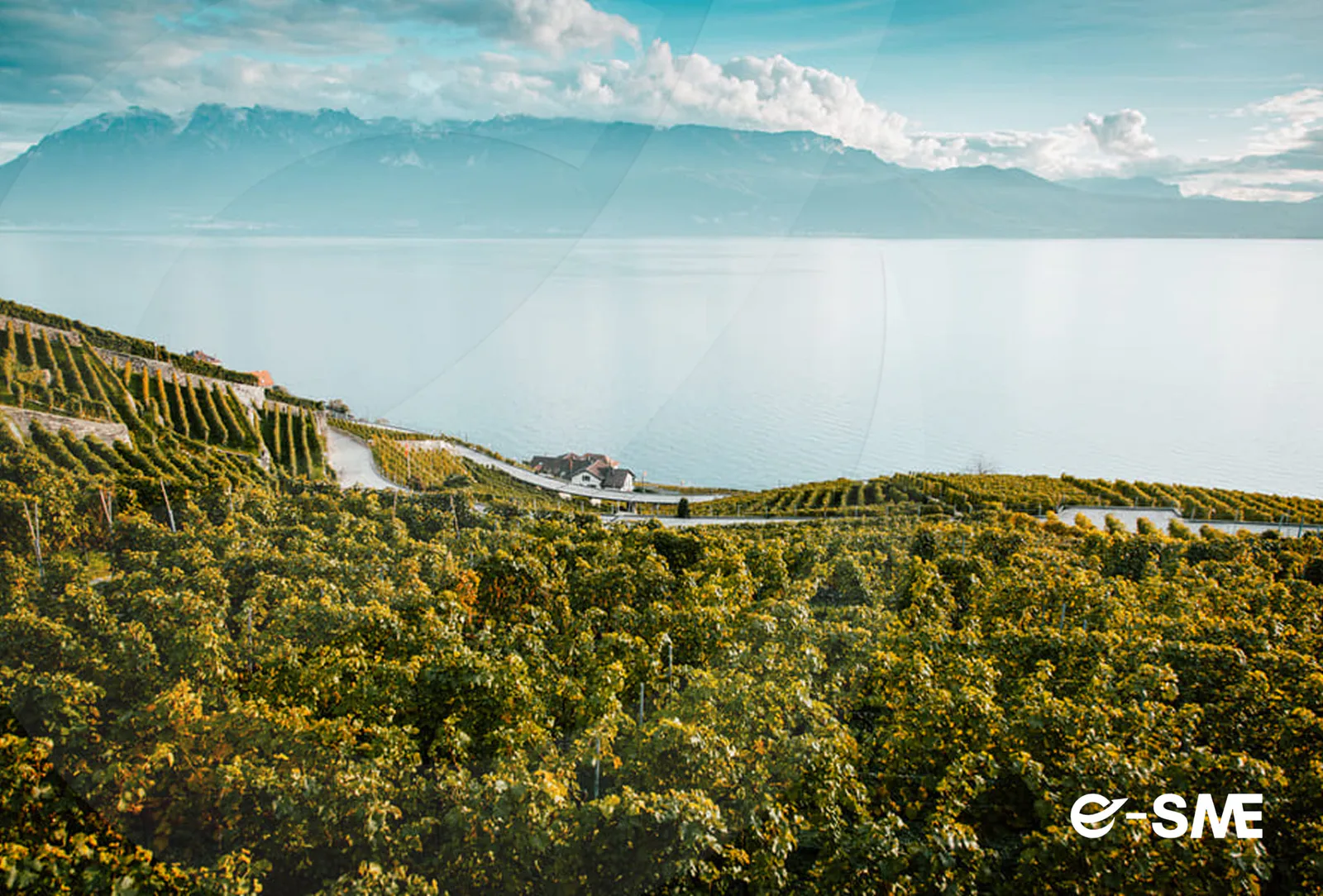 Vendita Azienda Vinicola Biologica con Enoturismo Lago di Garda