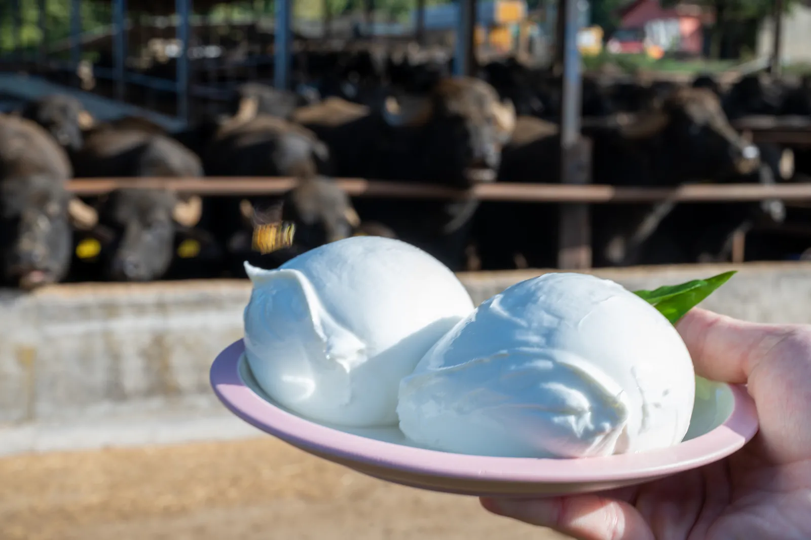 Ricerca investitori in produttore di mozzarella di bufala DOP – Campania