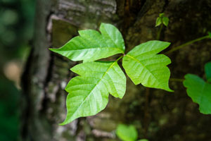 Poison ivy plant