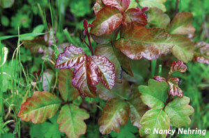 poison oak plant