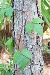 poison ivy vine growing on a tree