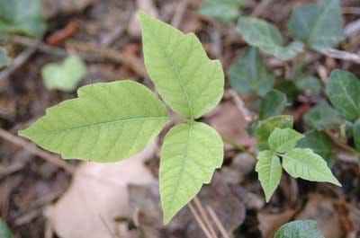 Poison Ivy leaf