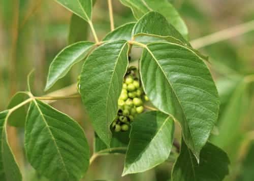 Poison ivy plant with berries