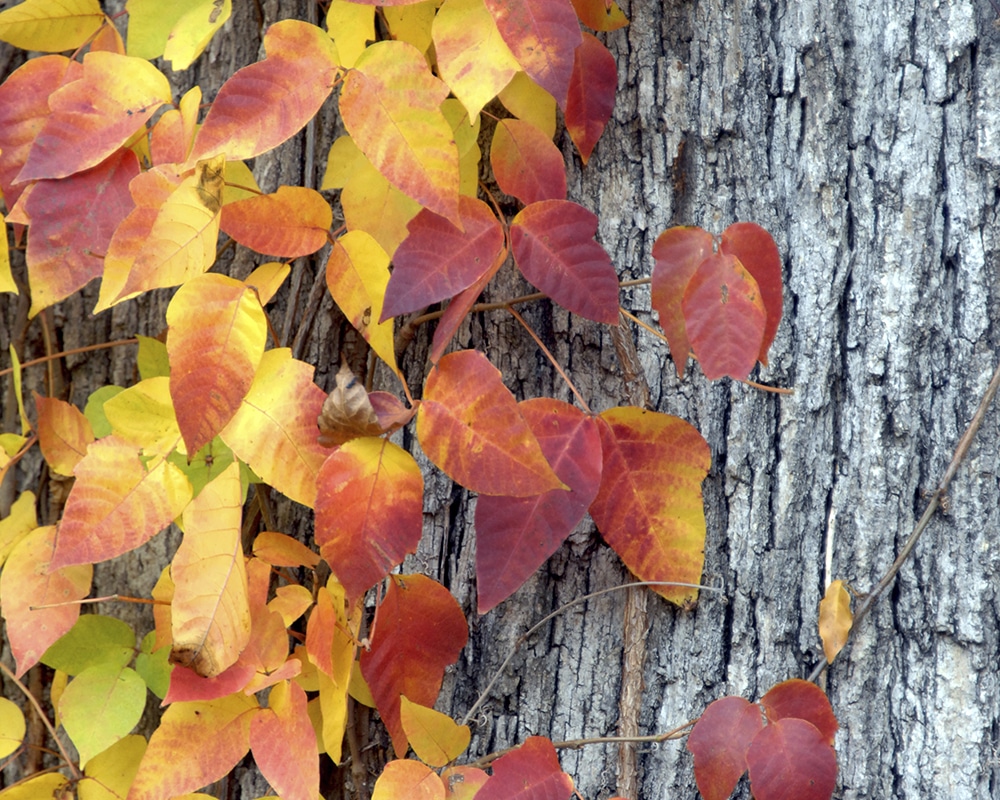 Poison ivy plant in the fall climbing a tree