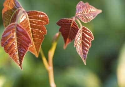 Red poison ivy plant
