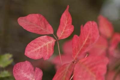 Red poison oak plant