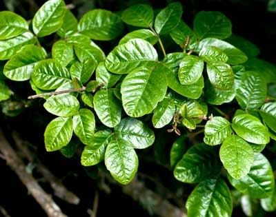 Poison oak bush