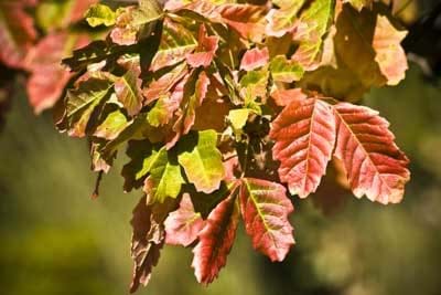 Poison oak plant in the fall