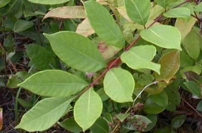 Poison sumac plant