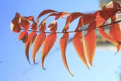 Poison sumac plant in the fall