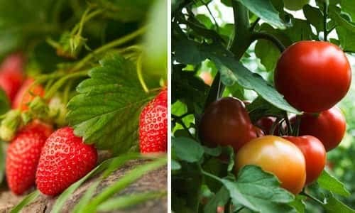strawberry and tomato plants