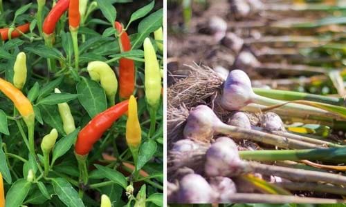 peppers and garlice