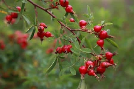 rose hips